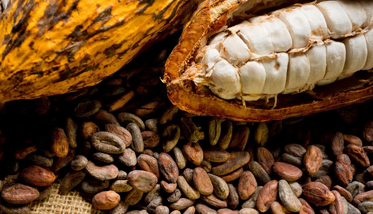 What Happens During Your First Month Drinking Ceremonial Cacao