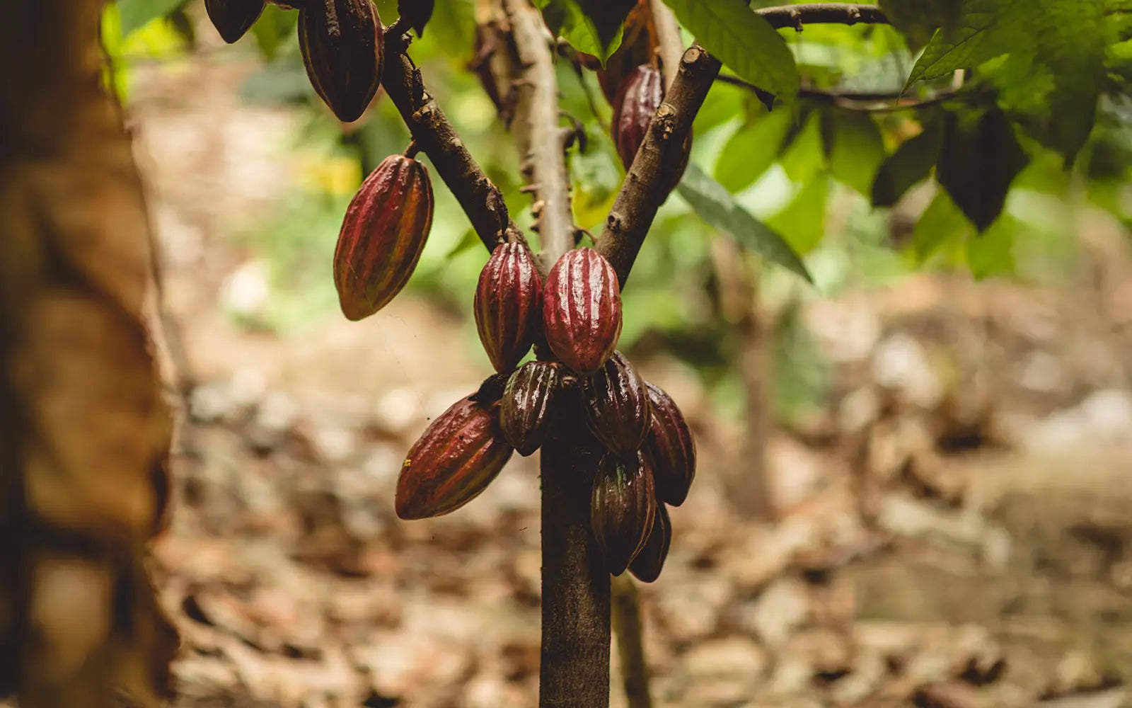 The Ancestral Journey of Cacao: From Pre-Columbian Civilizations to the Present Day